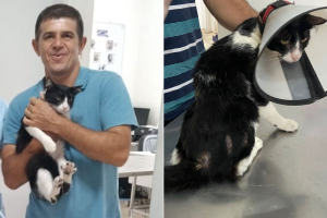 Esporotricose: conheça a doença que tutor contraiu após arranhão de gato
