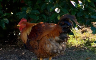Câmara de Guaxupé libera a criação de galinhas na zona urbana; galos continuam proibidos por causa do canto