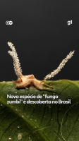 Nova espécie de 'fungo zumbi' é descoberta no Brasil; veja VÍDEO