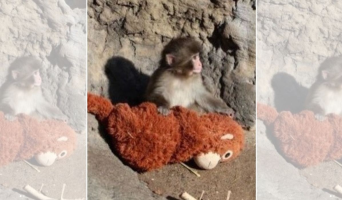 Amor ou sobrevivência? Ciência explica por que macaco rejeitado pela mãe 'adotou' pelúcia
