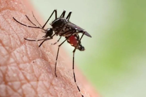 Mais de 70% dos municípios de MG estão em alerta ou risco por dengue, chikungunya e zika; saiba como evitar