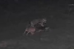 VÍDEO: Onça invade propriedade, ataca dois cães e mata um deles no interior do AM