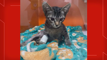 Psicólogo do DF que torturou e matou gatos em 'experimentos' é condenado a 9 anos de prisão