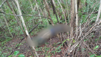 Corpo de homem que estava desaparecido é achado em área de mata no interior do Piauí